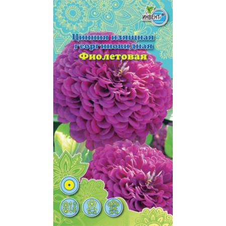 Цинния Фиолетовая георгиновидная